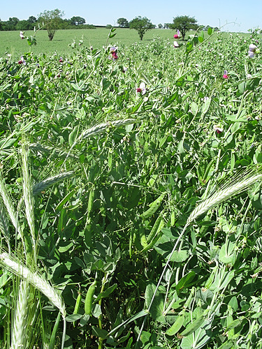 MAEC Occ 23-27 – Agriculture biologique de conservation des sols